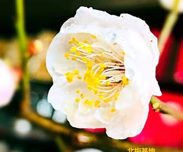 梅花鲜切花