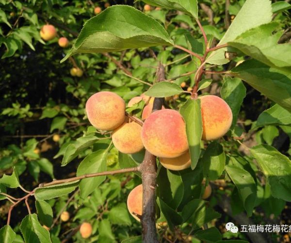 梅花果