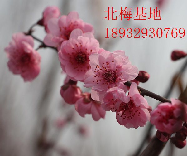 美人梅
